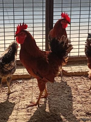 Desi Chicken - Whole (1kg)